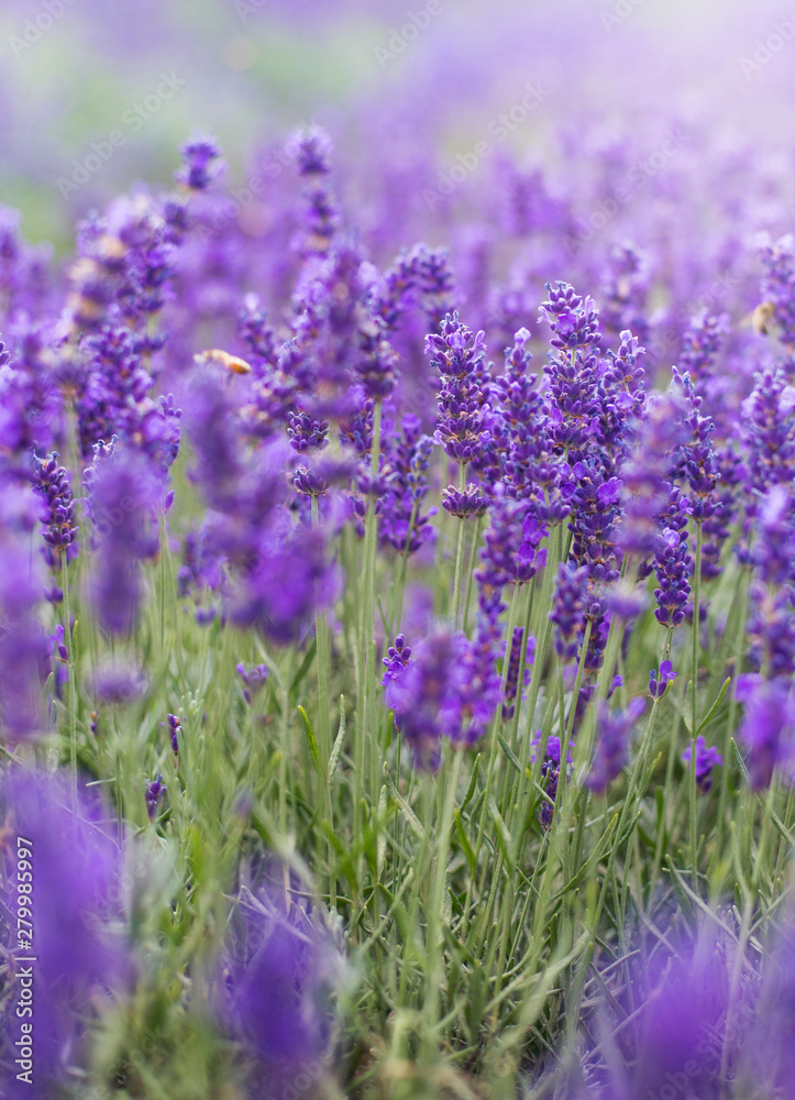 Fototapeta premium Closeup violet lavender flowers with bee on field. French lavender in the garden, soft light effect.
