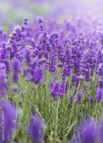 Closeup violet lavender flowers with bee on field. French lavender in the garden  soft light effect.