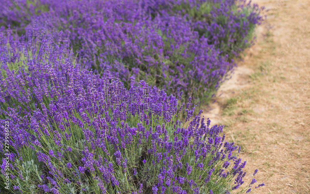 Obraz premium Lavender field in the summer. the path between the flowers bushes