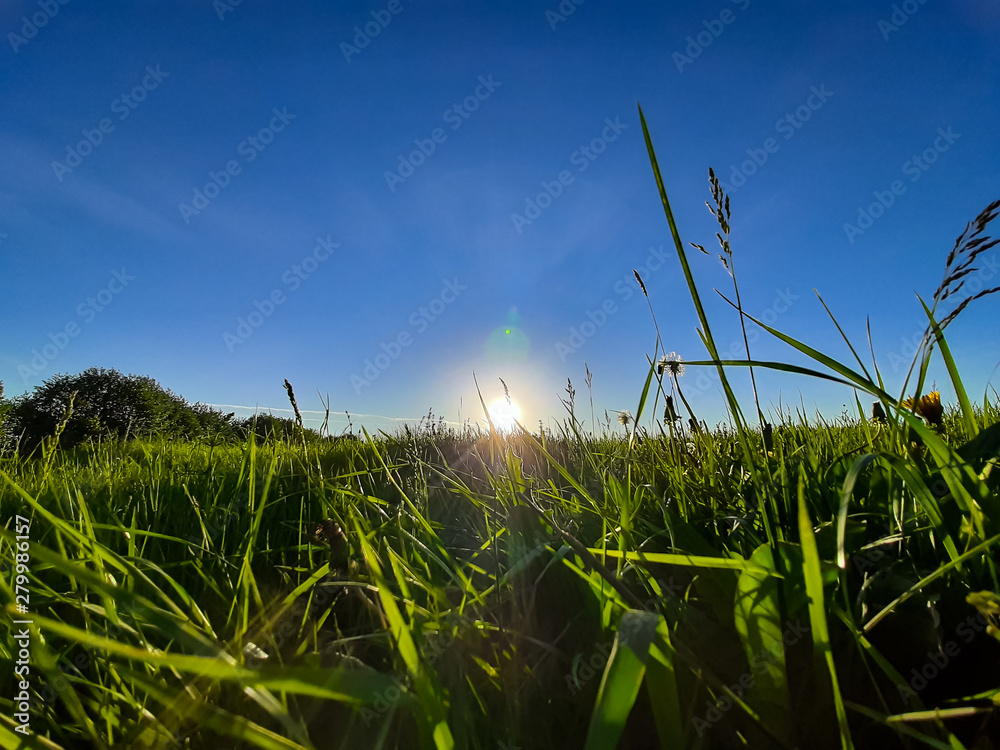 Fototapeta premium Green grass in the rays of the setting sun