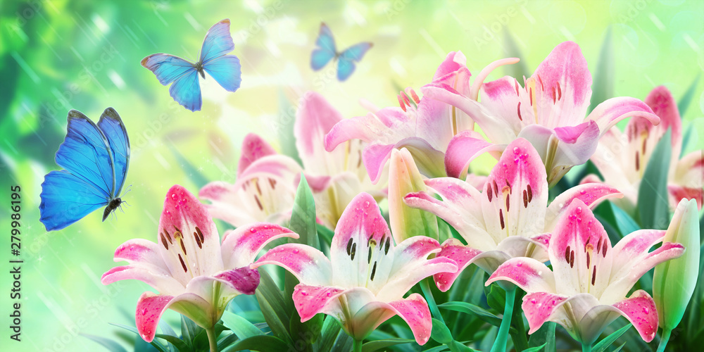 Floral summer natural landscape with  pink lilies flowers  and fluttering butterflies on soft green background. Dreamy gentle wonder air artistic image. Summer template, artistic image, free space