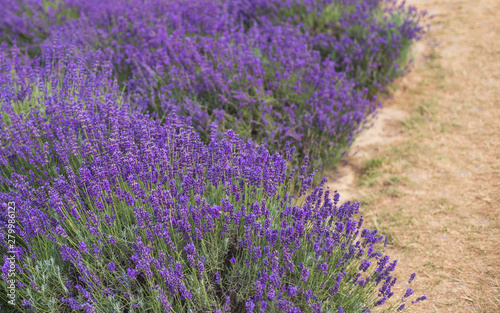 Lavender field in the summer. the path between the flowers bushes