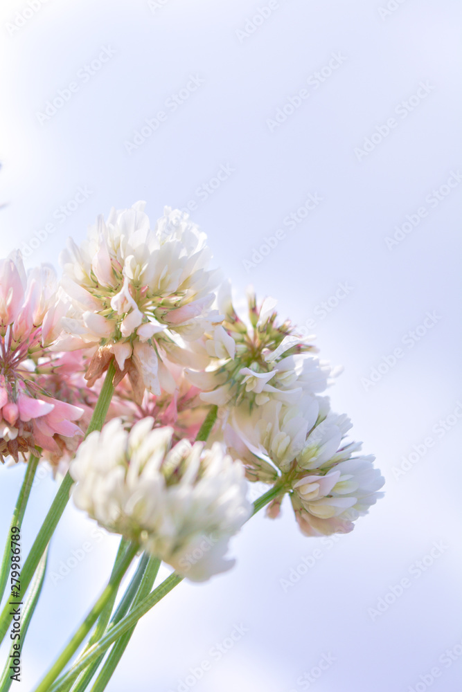 Blurred white Shamrock clover flower aka Trifolium on blue sky on summer meadow