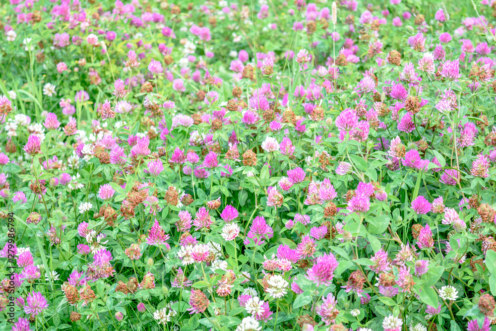 White clover aka Trifolium repens in grass on summer meadow. Shamrock flower