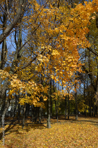 Urban park in autumn with golden maple trees. Fallen leaves in fall.