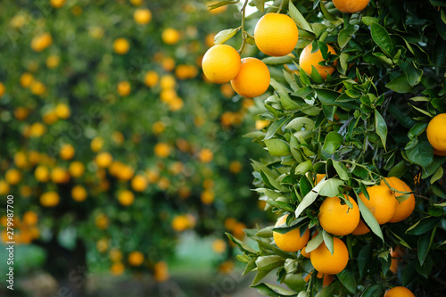 Valencia oranges hanging from tree with more laden trees in blurred orchard background.