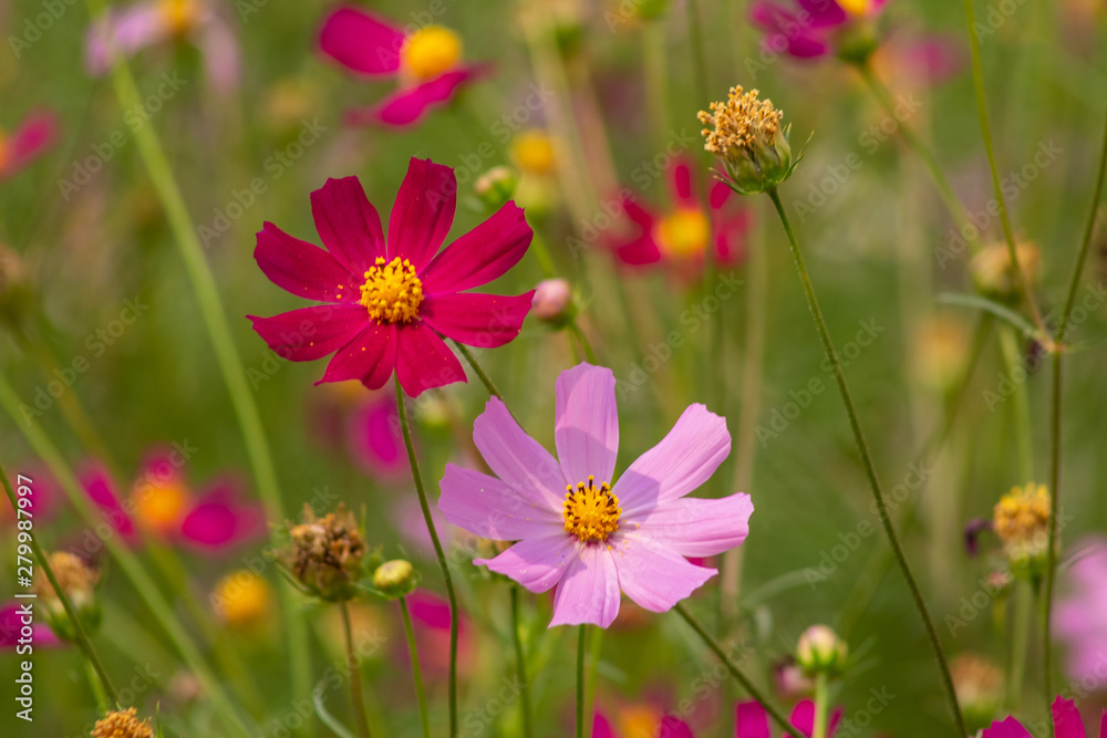 aster, background, beautiful, beauty, bed, bipinnatus, bloom, blooming, blossom, bokeh, botany, bright, calm, closeup, color, colorful, cosmos, cosmos flowers, countryside, decorative, environment, fi aster, background, beautiful, beauty, bed, bipinnatus, bloom, blooming, blossom, bokeh, botany, bright, calm, closeup, color, colorful, cosmos, cosmos flowers, countryside, decorative, environment, fi