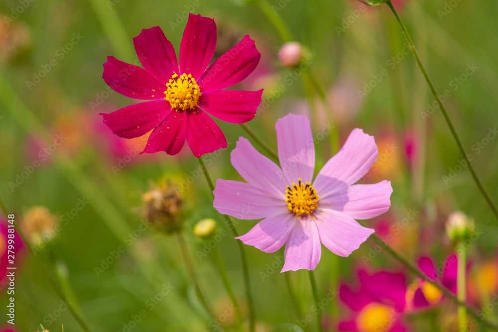 aster, background, beautiful, beauty, bed, bipinnatus, bloom, blooming, blossom, bokeh, botany, bright, calm, closeup, color, colorful, cosmos, cosmos flowers, countryside, decorative, environment, fi