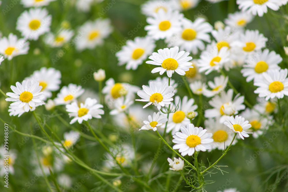 aster, background, beautiful, beauty, bed, bipinnatus, bloom, blooming, blossom, bokeh, botany, bright, calm, closeup, color, colorful, cosmos, cosmos flowers, countryside, decorative, environment, fi aster, background, beautiful, beauty, bed, bipinnatus, bloom, blooming, blossom, bokeh, botany, bright, calm, closeup, color, colorful, cosmos, cosmos flowers, countryside, decorative, environment, fi