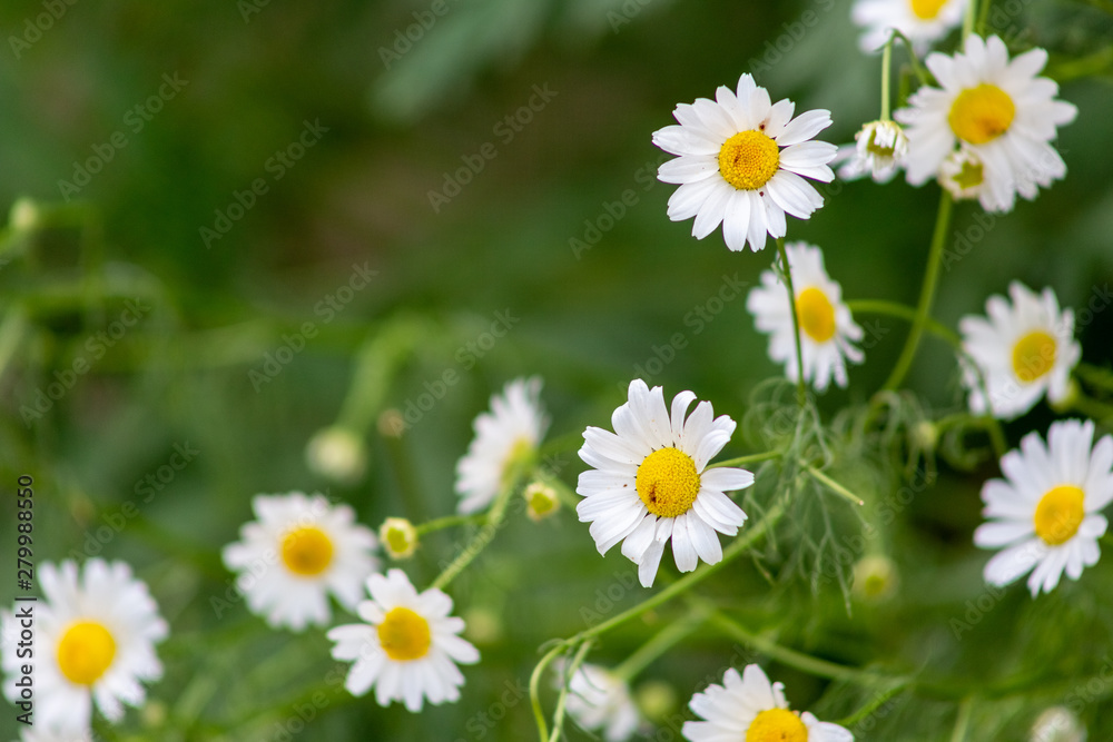aster, background, beautiful, beauty, bed, bipinnatus, bloom, blooming, blossom, bokeh, botany, bright, calm, closeup, color, colorful, cosmos, cosmos flowers, countryside, decorative, environment, fi