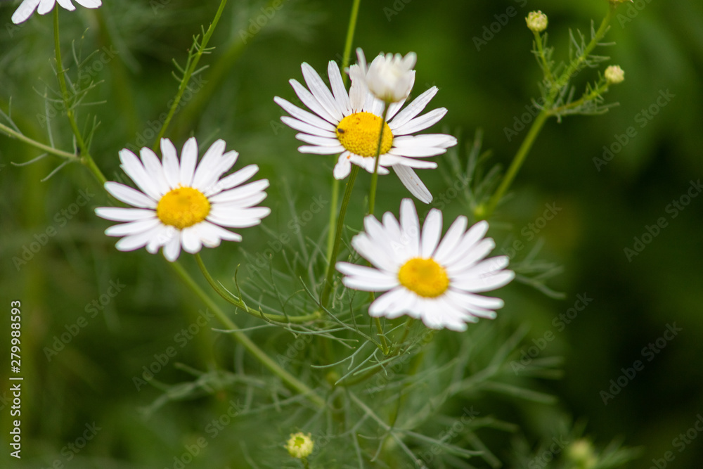 aster, background, beautiful, beauty, bed, bipinnatus, bloom, blooming, blossom, bokeh, botany, bright, calm, closeup, color, colorful, cosmos, cosmos flowers, countryside, decorative, environment, fi aster, background, beautiful, beauty, bed, bipinnatus, bloom, blooming, blossom, bokeh, botany, bright, calm, closeup, color, colorful, cosmos, cosmos flowers, countryside, decorative, environment, fi