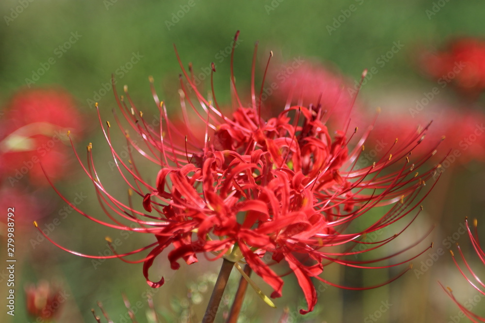 彼岸花 ヒガンバナ 赤い花 秋の花 仏花 Stock Photo Adobe Stock