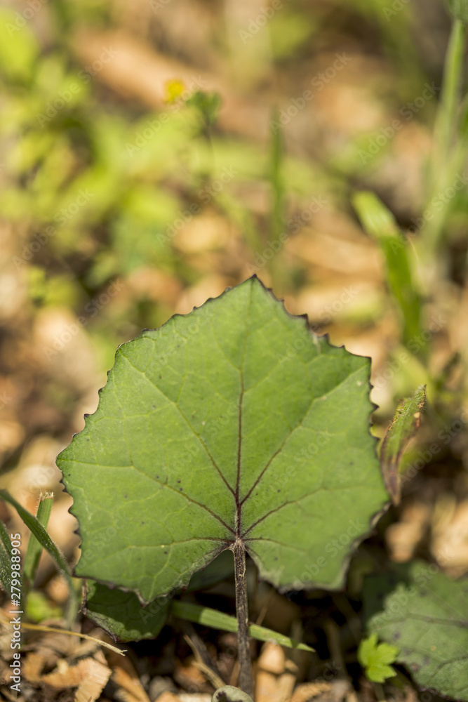 Close-up leaf with defocused forest background Close-up leaf with defocused forest background