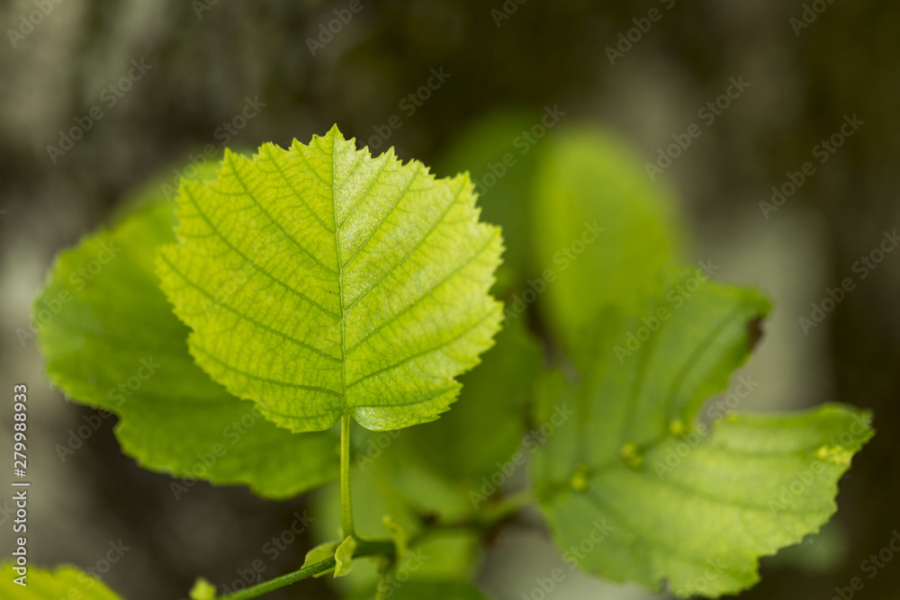 Flat lay plant leaves with blurred background Flat lay plant leaves with blurred background