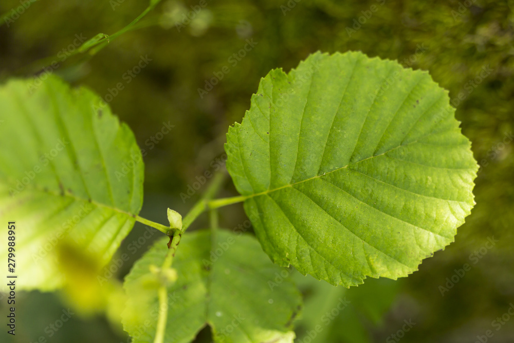 Close-up leaves with blurred background outdoors Close-up leaves with blurred background outdoors