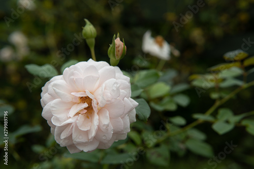              White rose