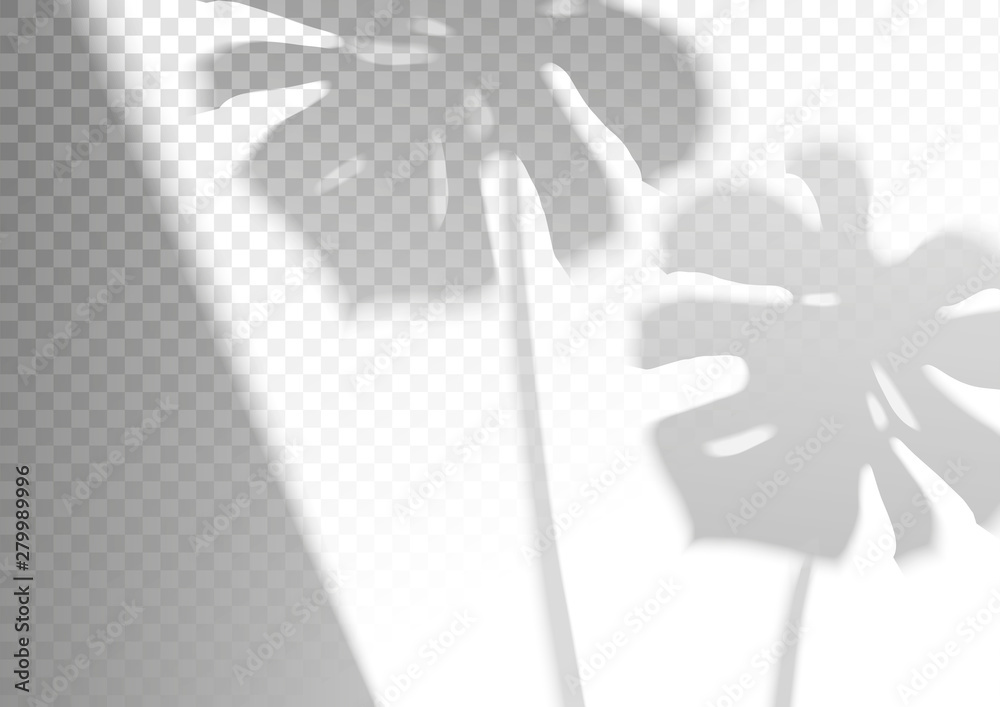 The transparent shadow overlay effect. Monstera. The transparent shadow overlay effect. Monstera.