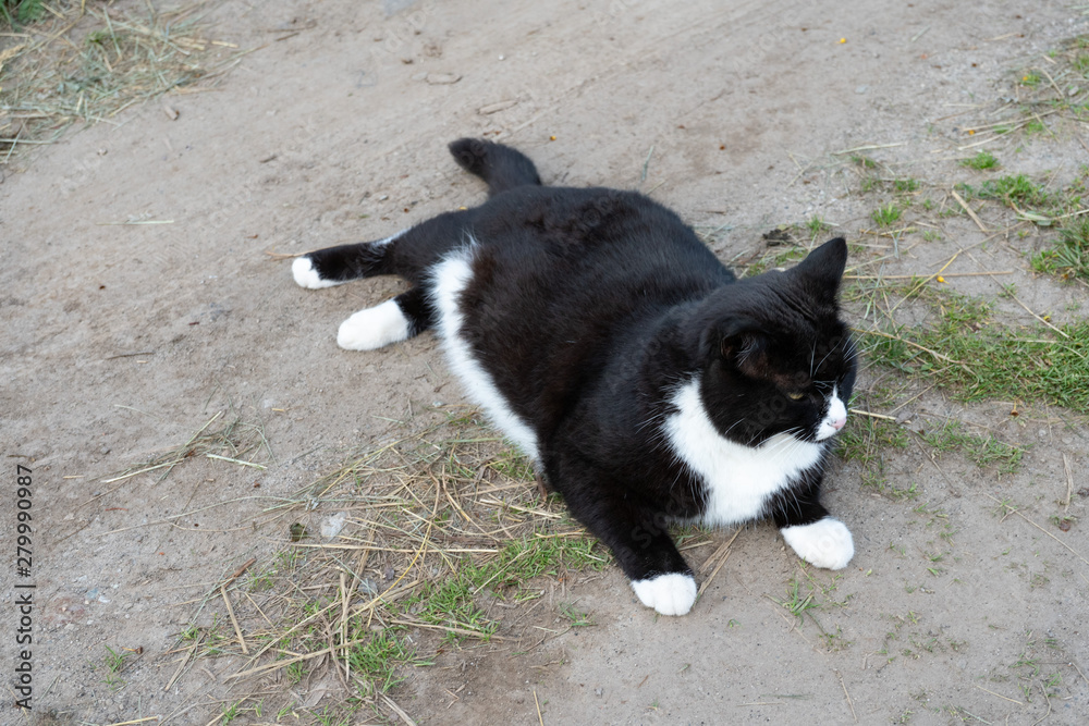 Black and white cat lying on the trail on a summer day. Close-up. Portrait of a cat black and white color Black and white cat lying on the trail on a summer day. Close-up. Portrait of a cat black and white color