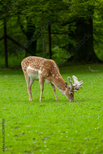 Young whitetail deer grazing on with a park