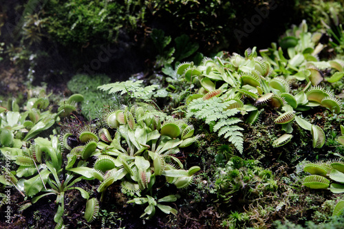 The most famous of the carnivorous plants is dionea flytrap Dionaea muscipula or Venus flytrap. photo