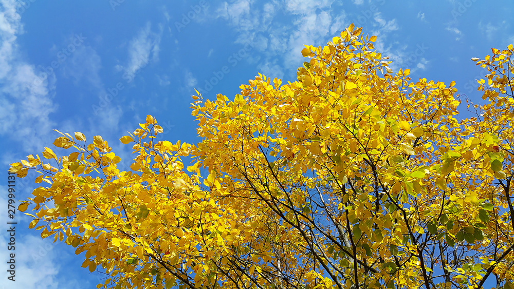 Bright yellow branches of autumn tree on blue sky