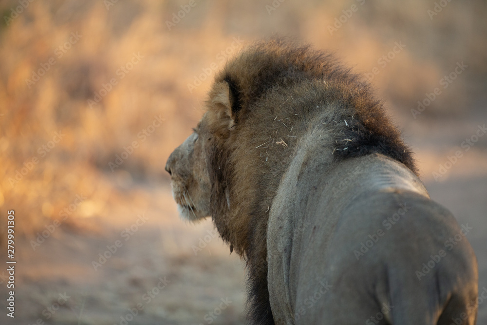 Large male lion lion patrolling his territory.