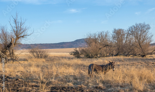A small brown donkey isolated in a field of dry yellow winter grass image in landscape format