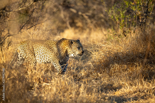 Two large male leopards having a stand off, one at the bottom of a tree and one at the top of the tree with a kill.