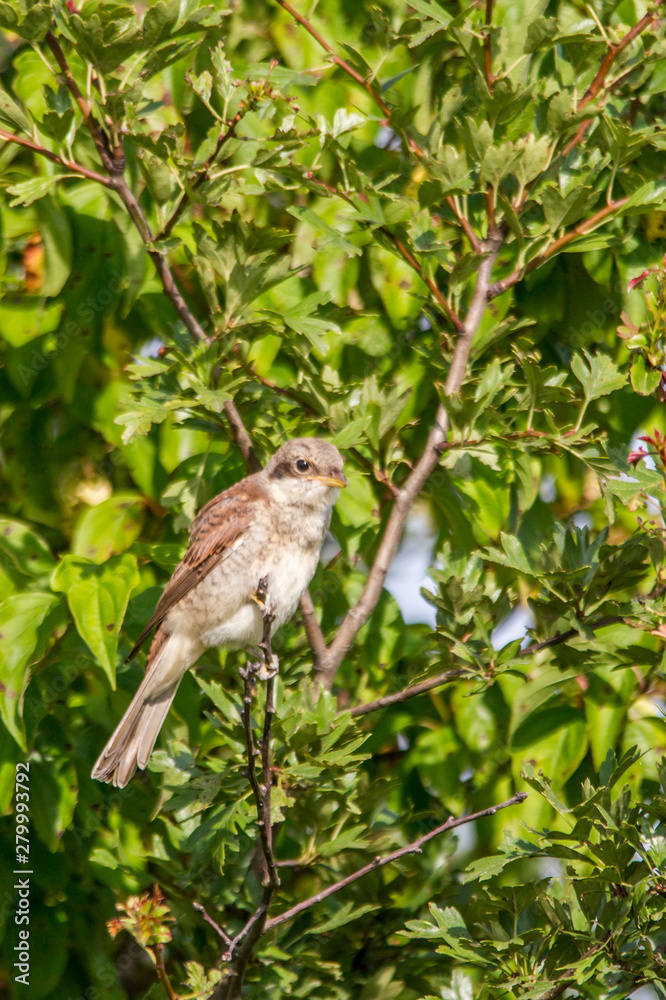 Young shrike sitting on a branch