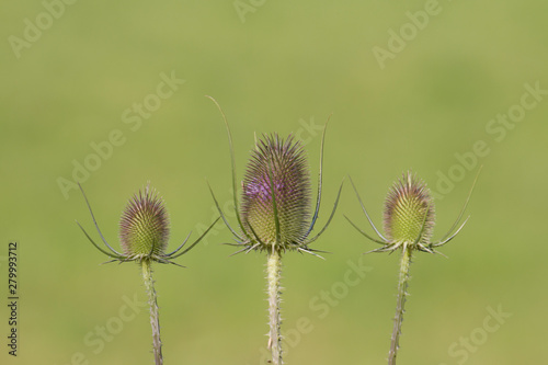 Inflorescence of a wild cardiac thistle