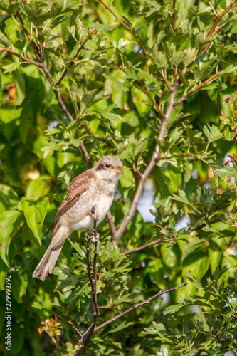 Young shrike sitting on a branch