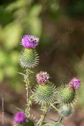 Disteln mit violetten Bl  ten