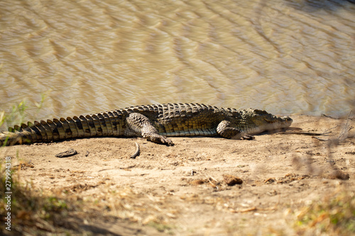 Crocodile sunning herself on the banks of a watering hole.