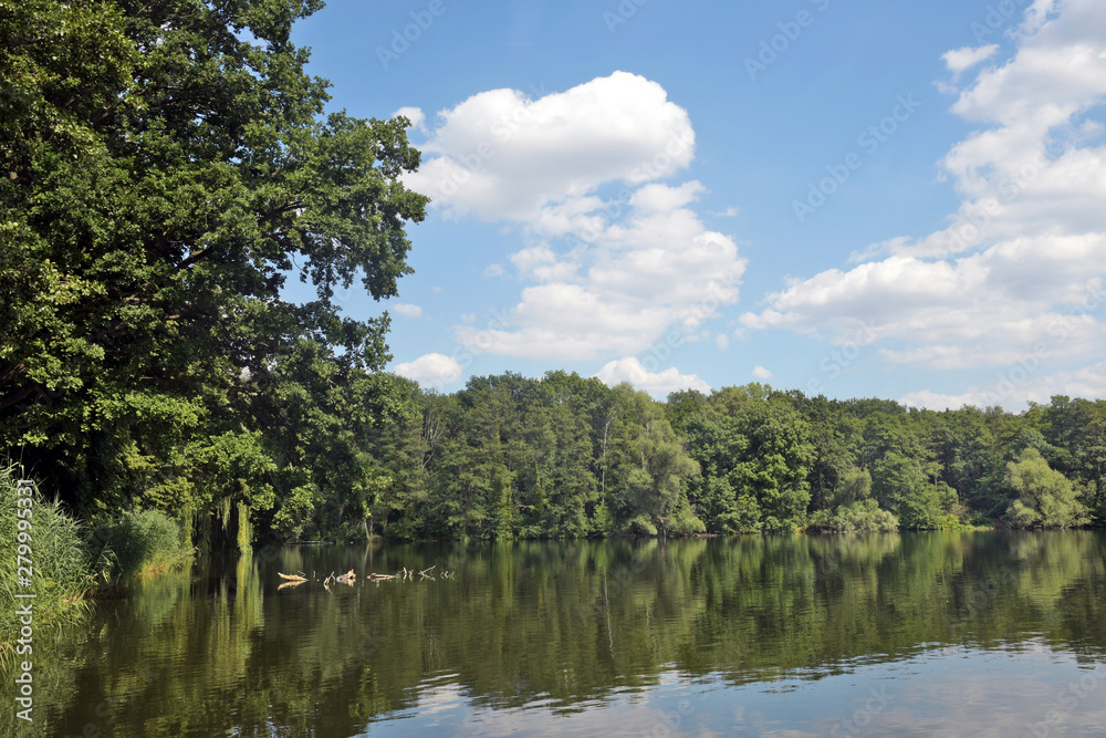 Fototapeta premium weidenbäume