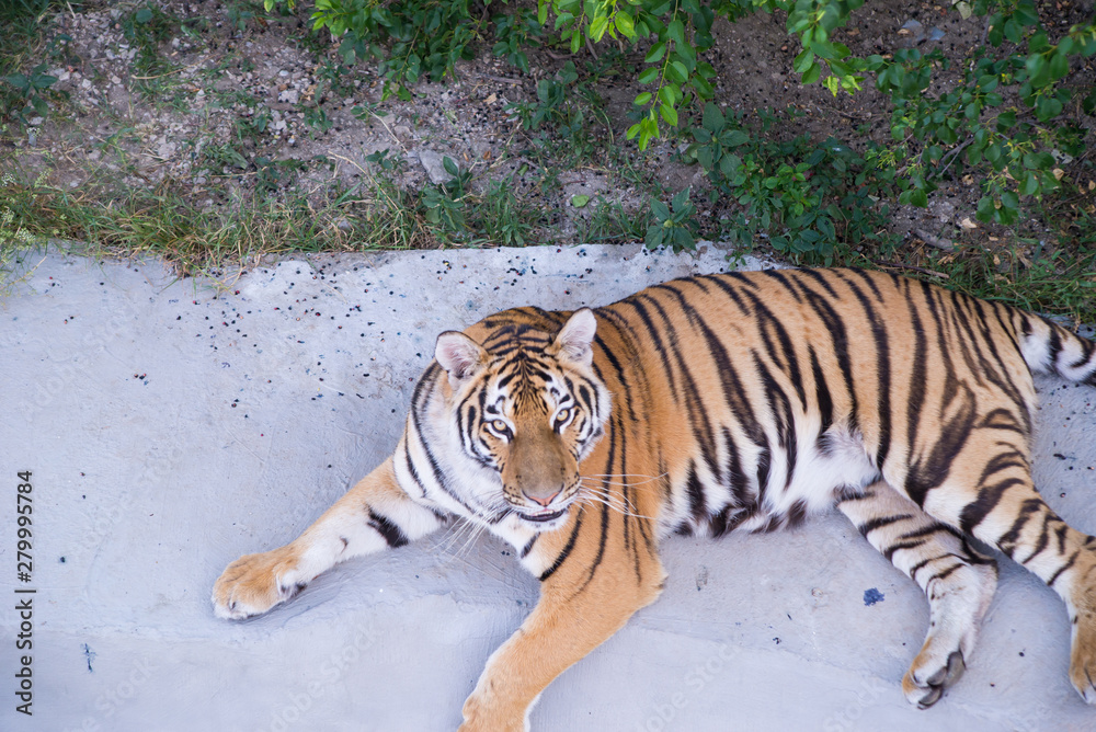 Obraz premium big adult tiger lying on the ground