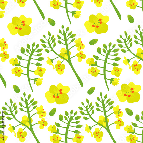 Pattern Canola rapeseed flower. Yellow and green background of flowers. Vector editable file eps 10