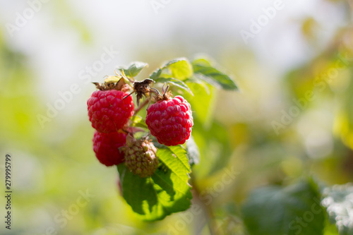 branch with ripe raspberries in the garden