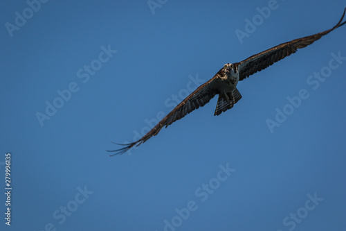 Osprey  Pandion haliaetus  on a sunny morning with bright blue sky launches from nest box