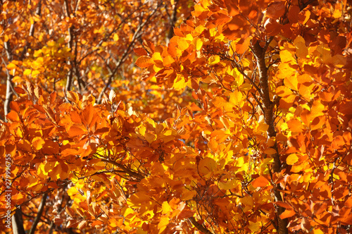 Autumn leaves close-up. Bright orange colors and sunrays. For wallpaper or background