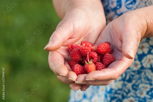 closeup of raspberries in hands of woman in a greenhouse
