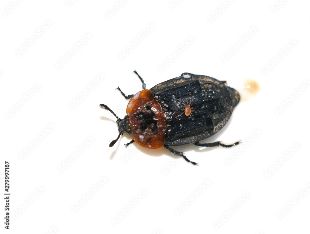 red-breasted carrion beetle Oiceoptoma thoracicum isolated on white background red-breasted carrion beetle Oiceoptoma thoracicum isolated on white background