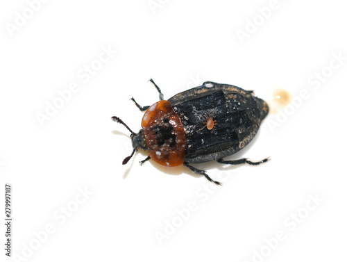 red-breasted carrion beetle Oiceoptoma thoracicum isolated on white background