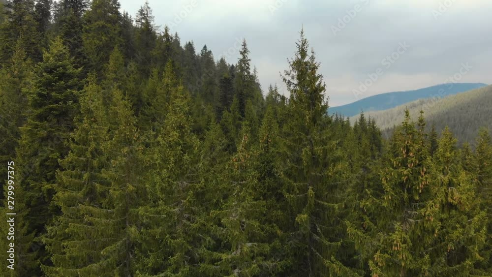 Flying over the tops of trees, coniferous green firs, against the backdrop of a picturesque landscape of the highlands. Aerial view Flying over the tops of trees, coniferous green firs, against the backdrop of a picturesque landscape of the highlands. Aerial view