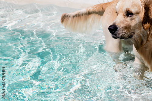 Golden Retriever Dog Standing in Swimming Pool