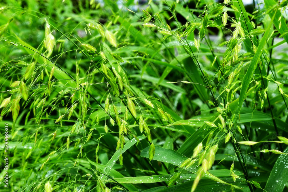 Selective focus. image. Close-up of fresh green foliage with water drops after rain - image Selective focus. image. Close-up of fresh green foliage with water drops after rain - image