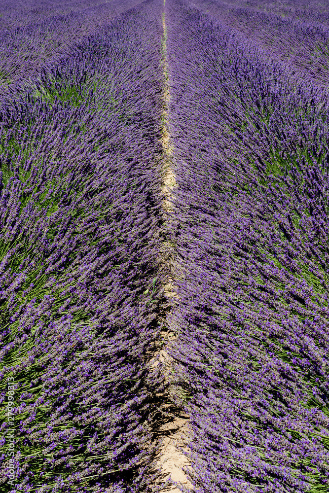 Obraz premium Lavender Field in Provence