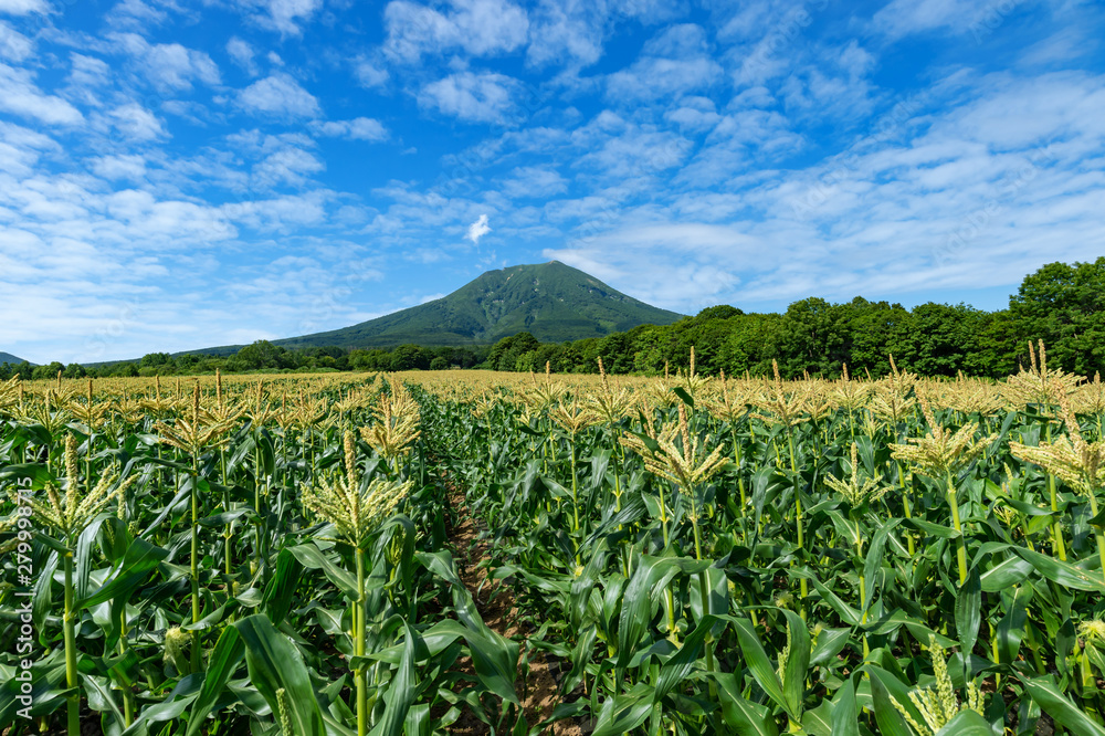 【青森県弘前市】岩木山麓は嶽きみという名のトウモロコシの花が満開 【青森県弘前市】岩木山麓は嶽きみという名のトウモロコシの花が満開