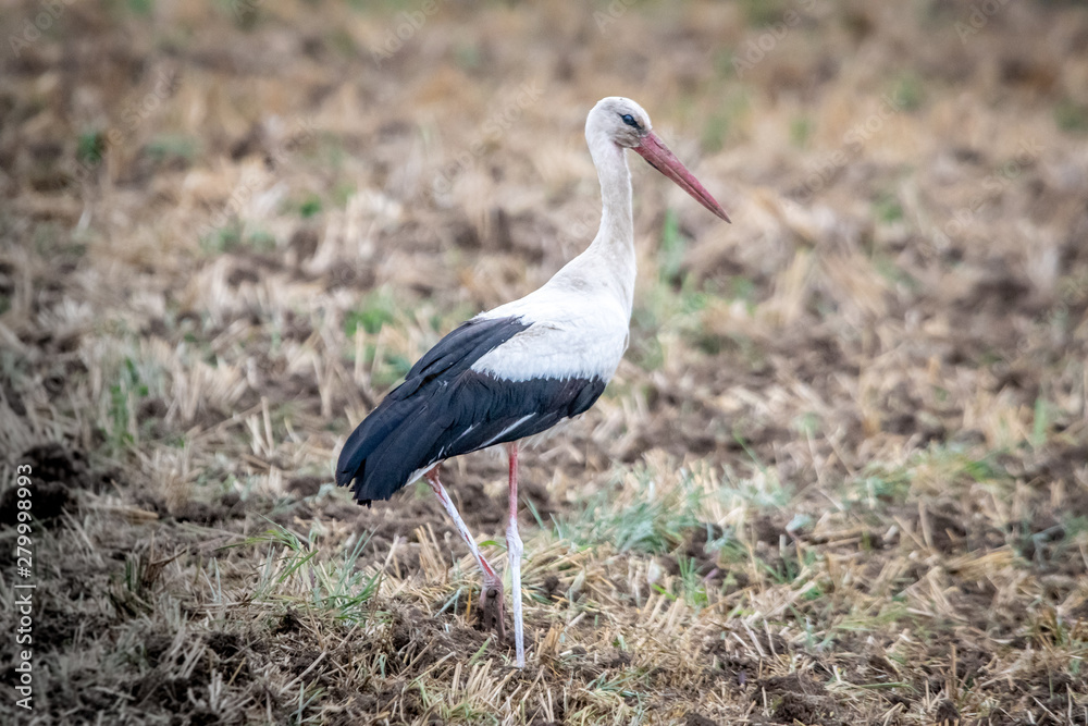Fototapeta premium A stork