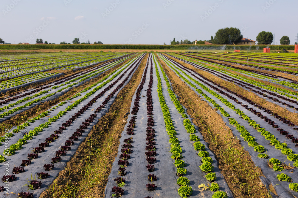 Italian agricultural camp with salad plants, July. Italian agricultural camp with salad plants, July.
