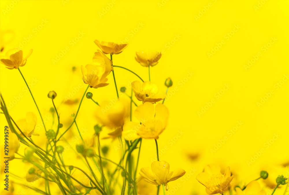 Obraz premium Vivid yellow buttercups wildflowers on a yellow background. Close-up, selective focus. Copy space for text. Idea of a seasonal greeting card or banner with meadow flowers
